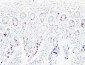 Ret Polyclonal Antibody